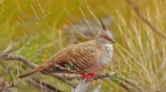 Пити. Семејство на птици