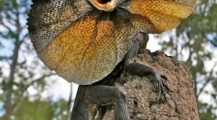 Бавен лизард