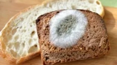 Мувла печурки на леб и причини за нивниот изглед