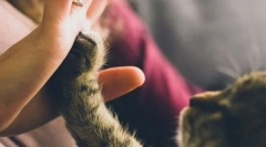 Добрите и содржината на мачка