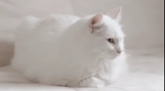 Зошто белите мачки глуви?