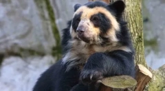 Зошто белите мечки не живеат во антарктикот, туку пингвини - во арктикот