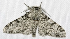 Зошто бреза пајаци имаат различна боја?