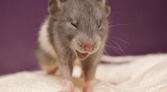 Зошто кивање стаорец: причини, симптоми и третман, што да направите