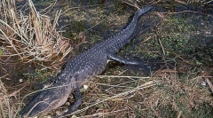 Зошто диносаурусите беа главните суштества на нашата планета?