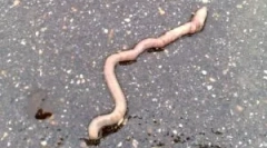 Зошто rainworms излезе од земјата?