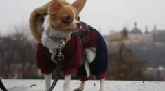 Зошто чихуахуа трепет и што можете да направите