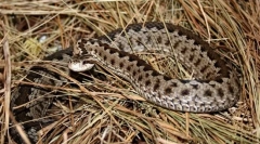 Зошто виџуку се нарекува виолетова