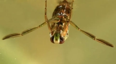 Зошто малите видели пливаат нозе?