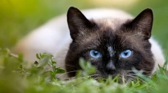 Зошто велат дека мачката има 9 животи?