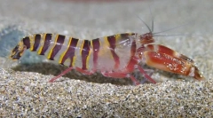 Зошто поради разборот на рак-спојка?