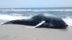 Зошто китовите се фрлени на брегот?