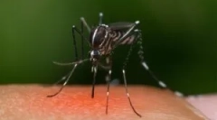 Зошто комарците не гризат не сите?