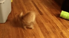 Зошто мачката трча зад неговата опашка?