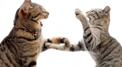 Зошто мачката брза на мачка?