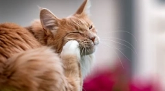 Зошто мачката го гребе увото и ја тресе главата?