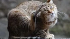 Зошто мачката е извлечена ако нема болва?