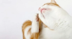 Зошто мачката е светна?