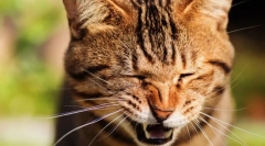 Зошто cat chiatets?