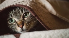 Зошто мачка трепери?