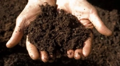 Зошто мачката јаде земја