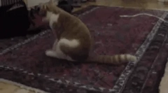 Зошто cat вози