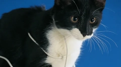 Зошто мачка ги уништува жиците