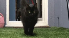 Зошто мачката оди за мене?