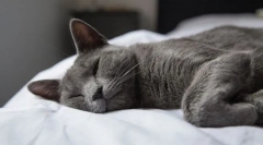 Зошто мачка грчењето?