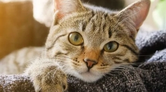 Зошто мачката губи тежина?