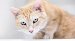 Зошто мачката кашла и свитоци?