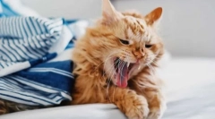 Зошто мачката кашла?