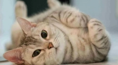 Зошто мачката вози на подот?