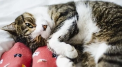 Зошто мачката каснува зад нозете