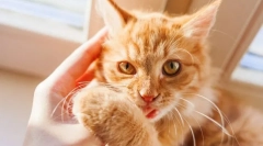 Зошто мачки битови?