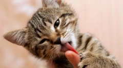 Зошто мачката лиже раце?