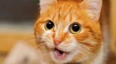 Зошто мачката минува и го подигнува газот?