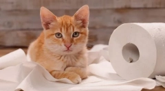 Зошто мачката минува кога оди во тоалетот?