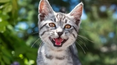 Зошто мачката меоуукиет?