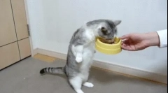 Зошто мачката јаде многу?