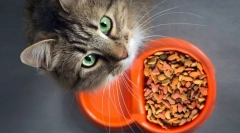 Зошто мачката не јаде?