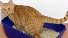 Зошто мачката не оди на фиоката?