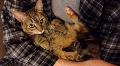 Зошто мачката не му се допаѓа кога тие држат на рацете?