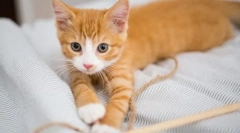 Зошто мачката не расте?