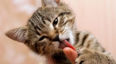 Зошто мачката го лиже сопственикот?