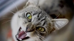 Зошто мачката вика ноќе?