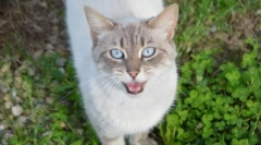 Зошто мачка вика?