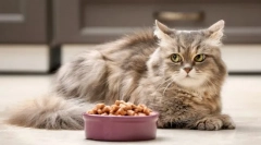 Зошто мачката одбива храна?