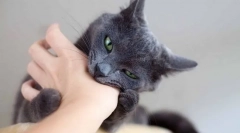 Зошто мачката постојано се грижела и како да се одвикне од него