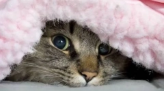 Зошто мачката се крие под ќебето?